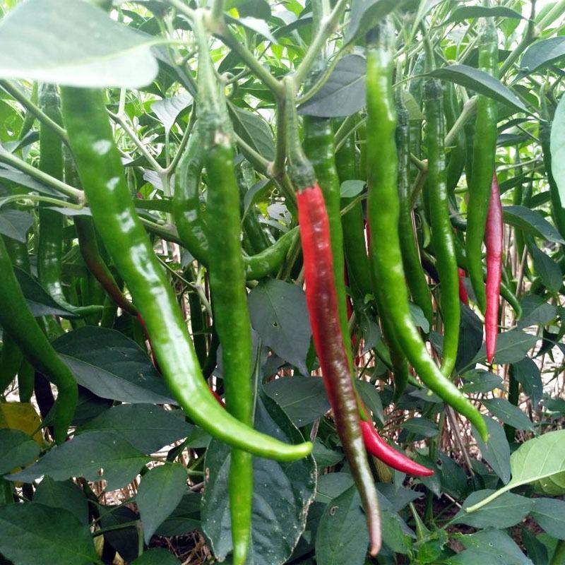 随行就市电议青线椒二荆条辣椒青线椒蔬菜勐龙尖椒羊角椒鲜线
