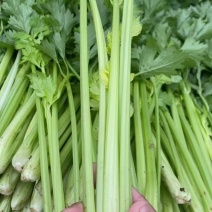芹菜，砀山县芹菜，大，中，小颗芹菜，货源充足，欢迎选购。