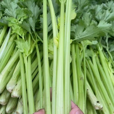 芹菜，砀山县芹菜，大，中，小颗芹菜，货源充足，欢迎选购。