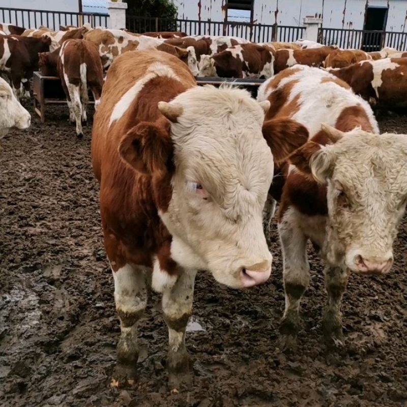 肉牛犊小牛犊活牛犊西门塔尔牛广西牛犊货到付款送货到家