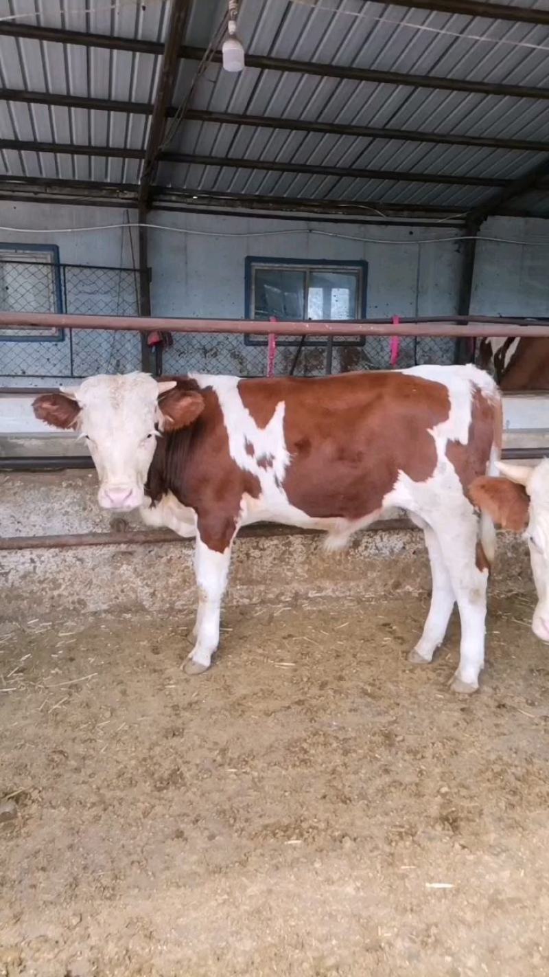 肉牛犊小牛犊活牛犊西门塔尔牛广西牛犊货到付款送货到家
