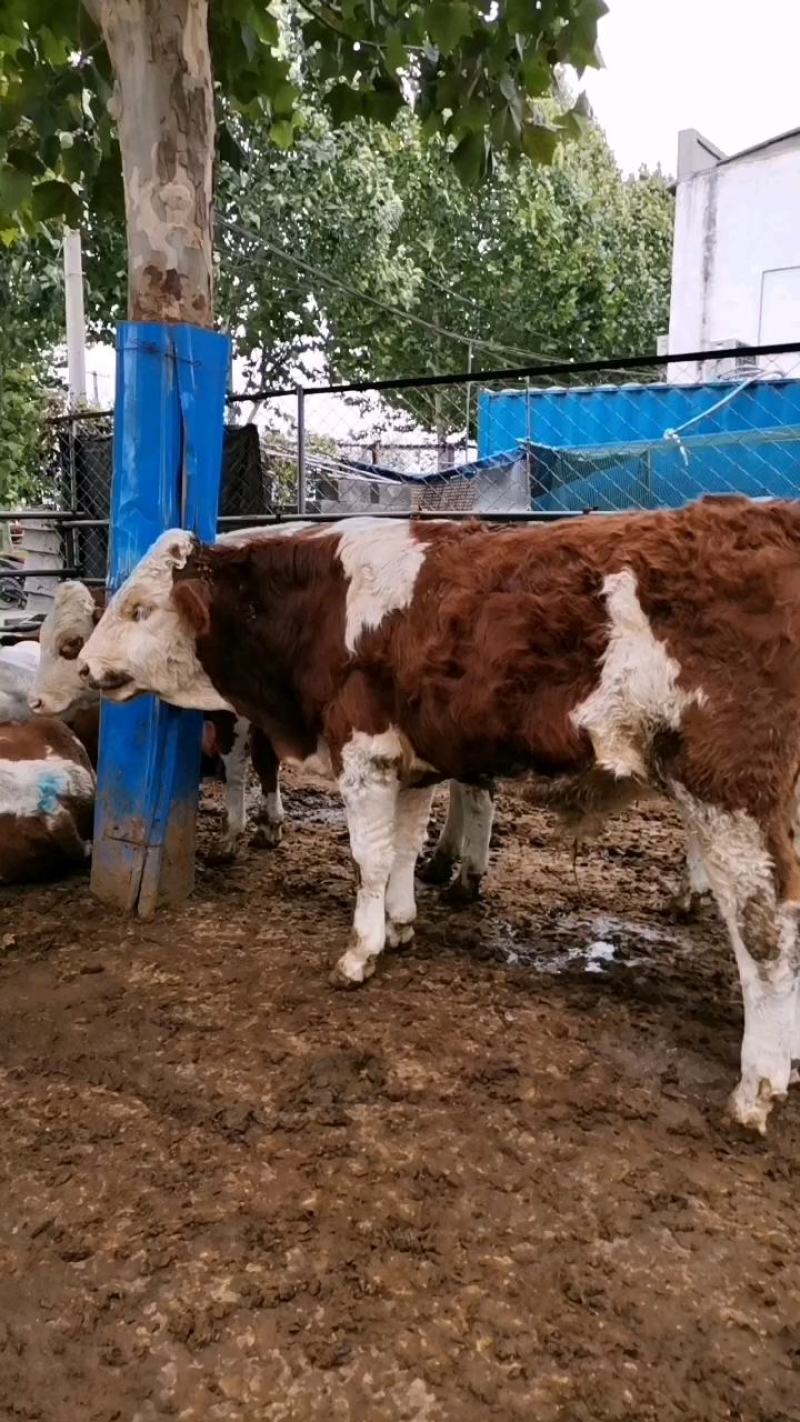 肉牛犊小牛犊活牛犊西门塔尔牛广西牛犊货到付款送货到家