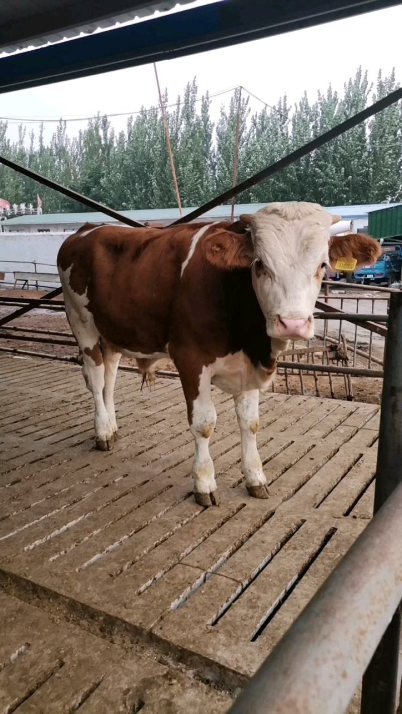 肉牛犊小牛犊活牛犊西门塔尔牛广西牛犊货到付款送货到家