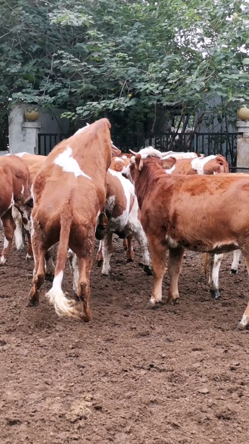 肉牛犊小牛犊活牛犊西门塔尔牛广西牛犊货到付款送货到家