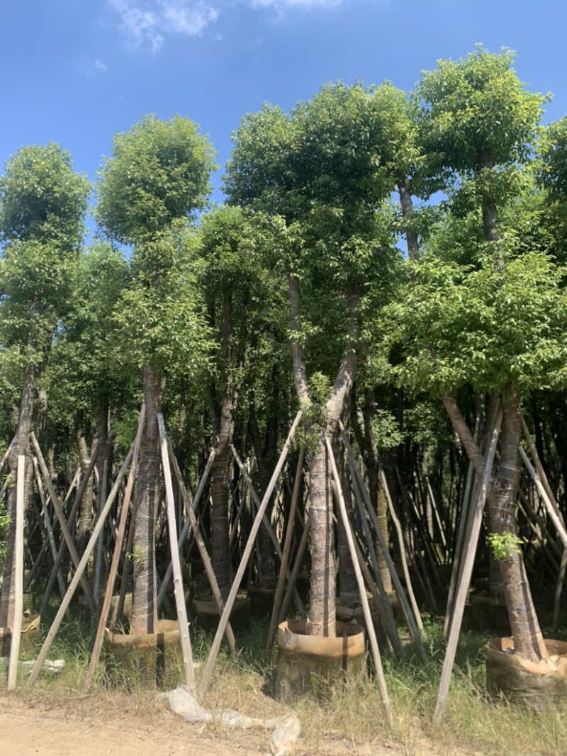 香樟18-20-22-25-28-30分骨架货大量出售
