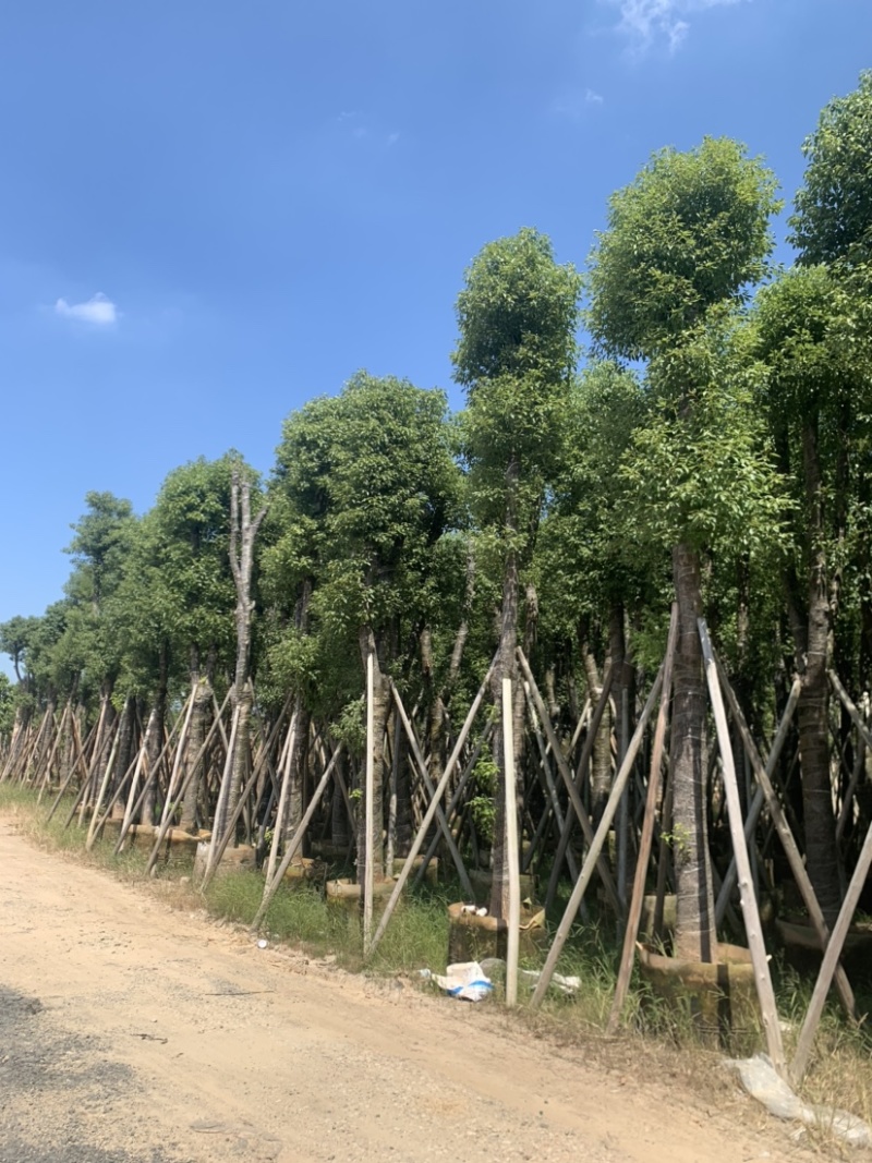 香樟18-20-22-25-28-30分骨架货大量出售