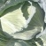 包包菜
