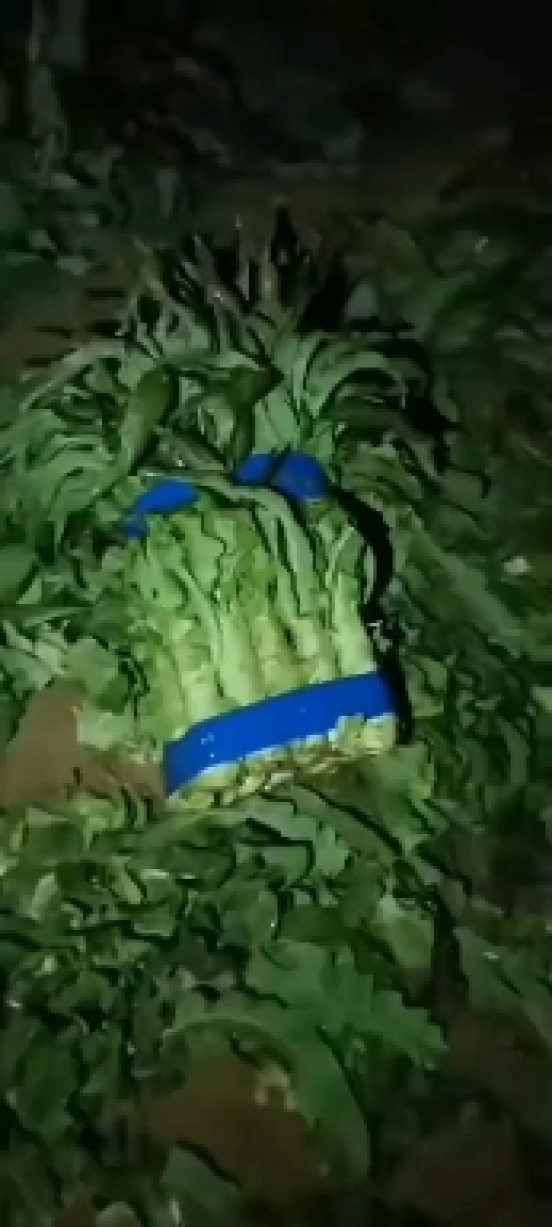 【推荐】尖叶莴笋现货大量供应产地一手货源诚信代办