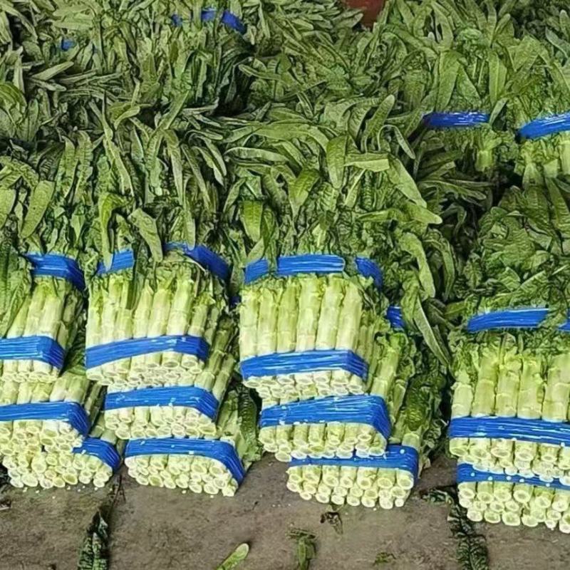 【推荐】尖叶莴笋现货大量供应产地一手货源诚信代办