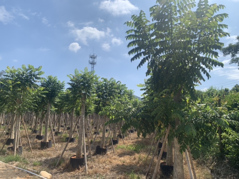 火焰木12-30分光杆货大量岀售