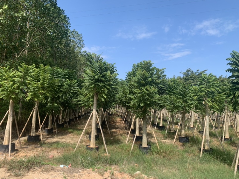火焰木12-30分光杆货大量岀售