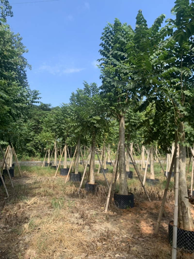 火焰木12-30分光杆货大量岀售