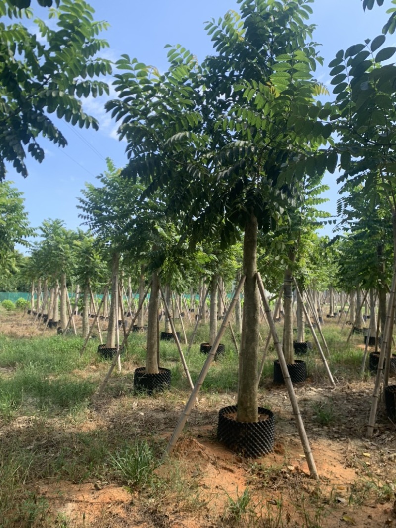 火焰木12-30分光杆货大量岀售