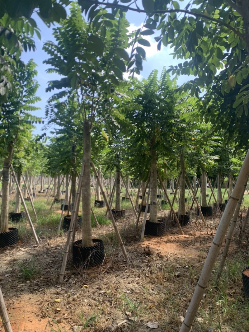 火焰木12-30分光杆货大量岀售