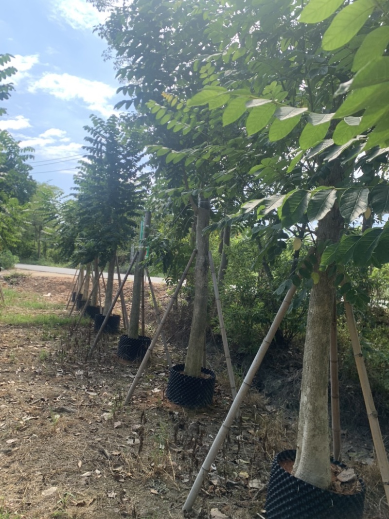 火焰木12-30分光杆货大量岀售