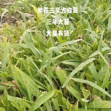 白芨大苗，块茎3公分左右，为组培驯化三年苗