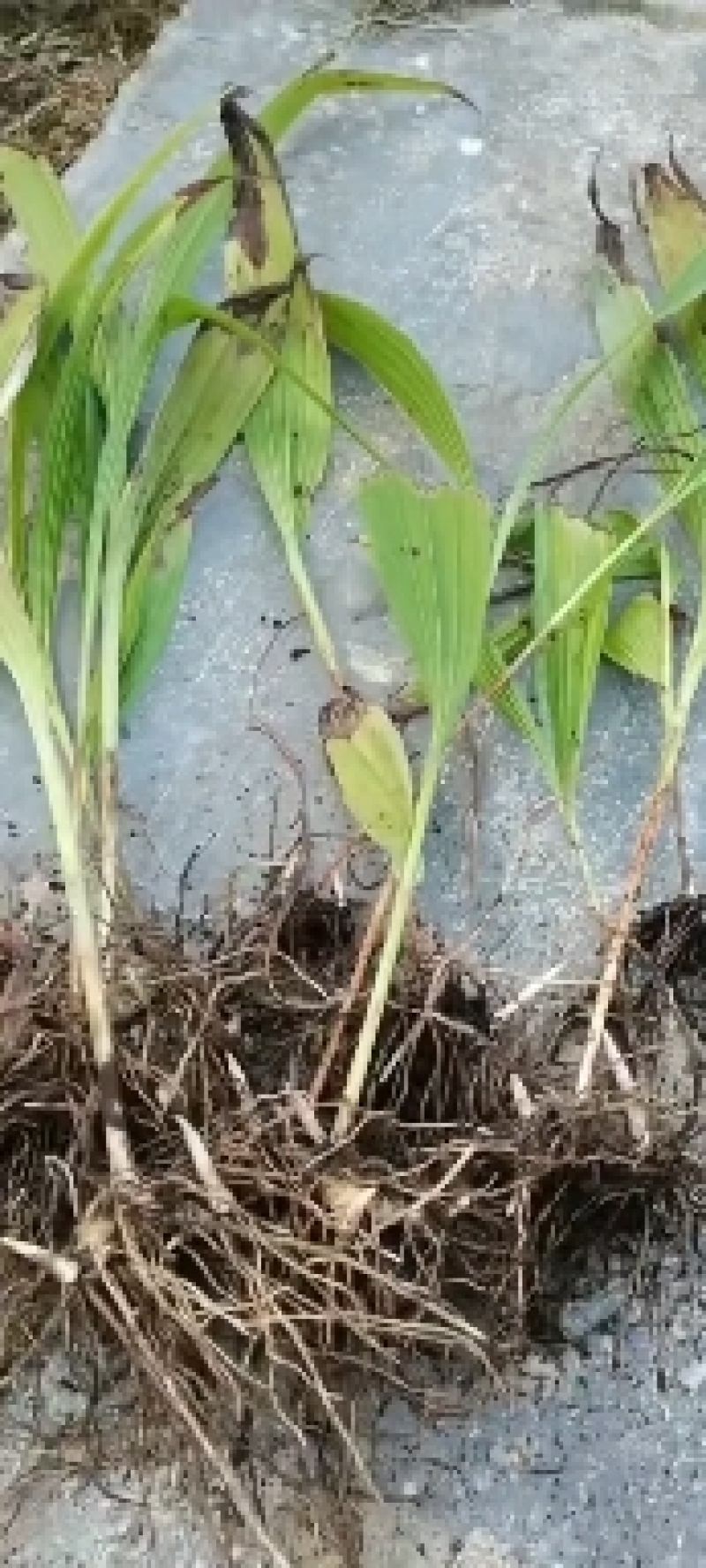 白芨大苗，块茎3公分左右，为组培驯化三年苗