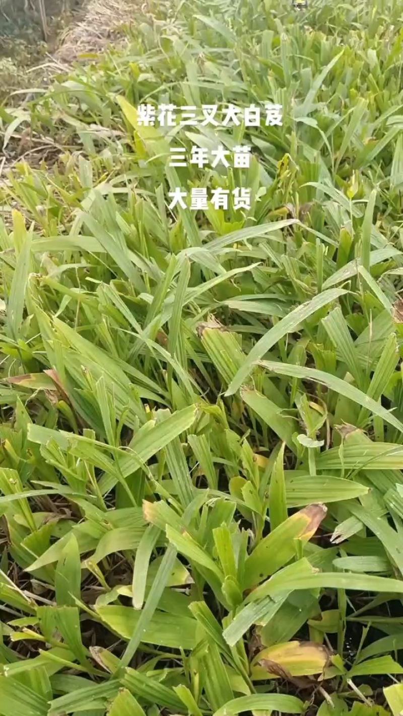 白芨大苗，块茎3公分左右，为组培驯化三年苗