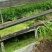 白芨大苗，块茎3公分左右，为组培驯化三年苗