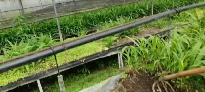白芨大苗，块茎3公分左右，为组培驯化三年苗