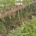 白芨大苗，块茎3公分左右，为组培驯化三年苗