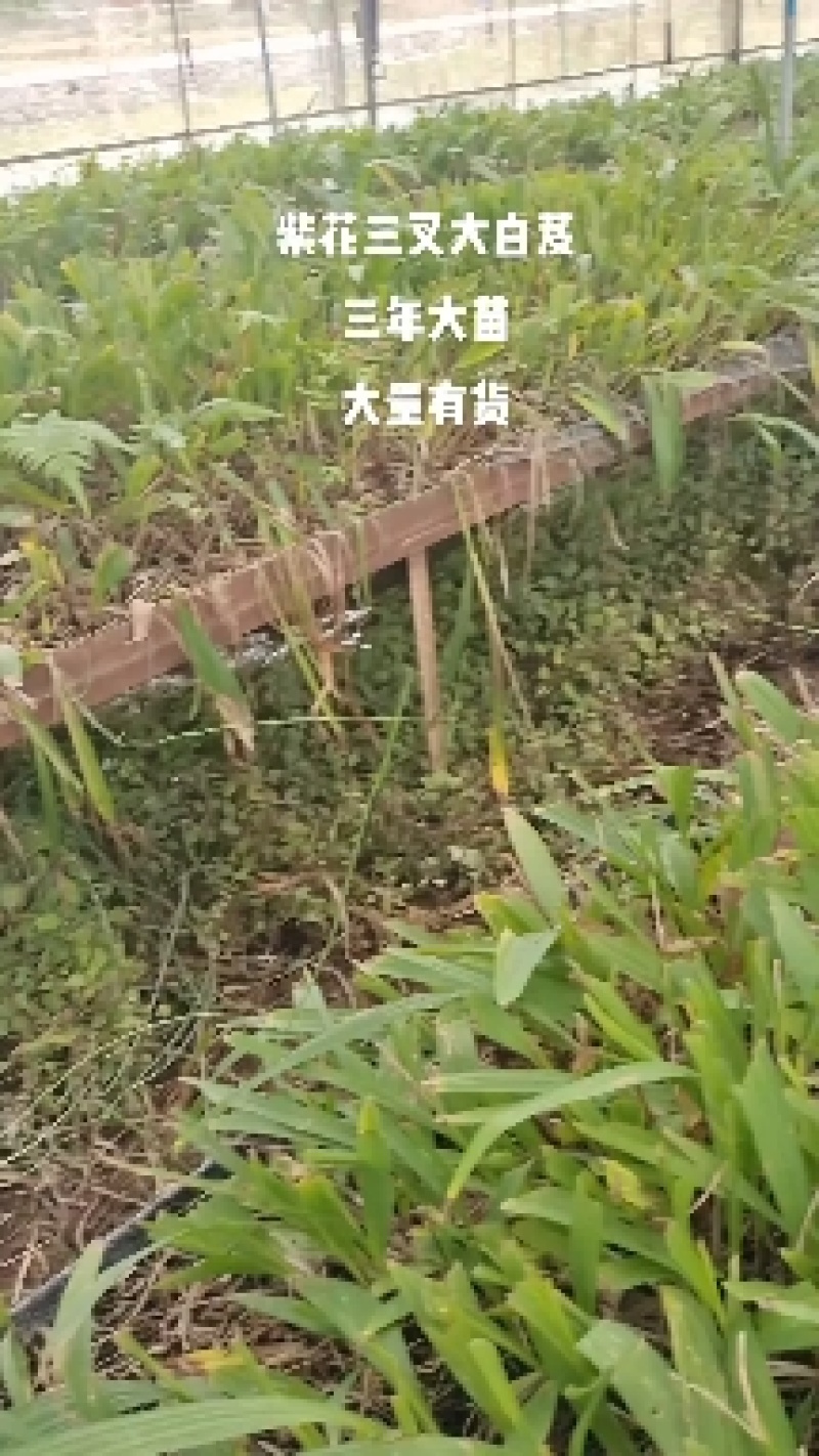 白芨大苗，块茎3公分左右，为组培驯化三年苗