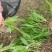 白芨大苗，块茎3公分左右，为组培驯化三年苗