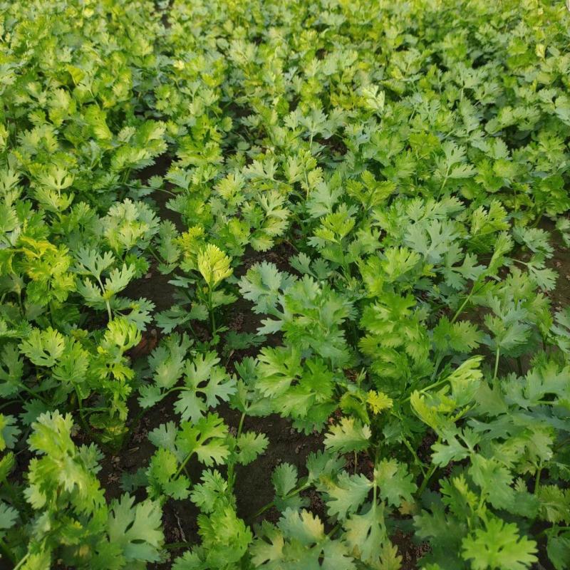 【推荐】河北铁杆青香菜产地货源货量充足优质香菜量大从优