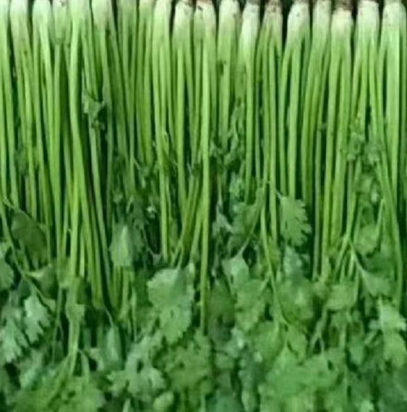 【推荐】河北铁杆青香菜产地货源货量充足优质香菜量大从优