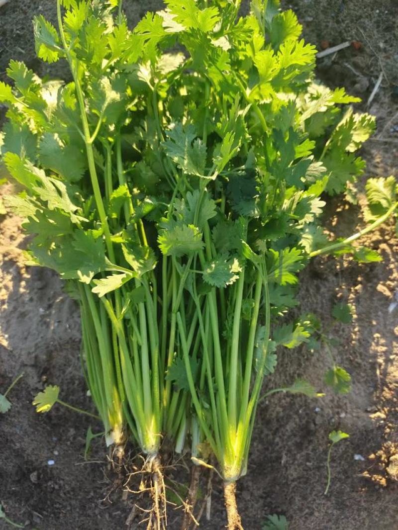 【推荐】河北铁杆青香菜大量供应规格齐全质优价廉欢迎大量采购