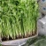 【推荐】河北铁杆青香菜大量供应规格齐全质优价廉欢迎大量采购