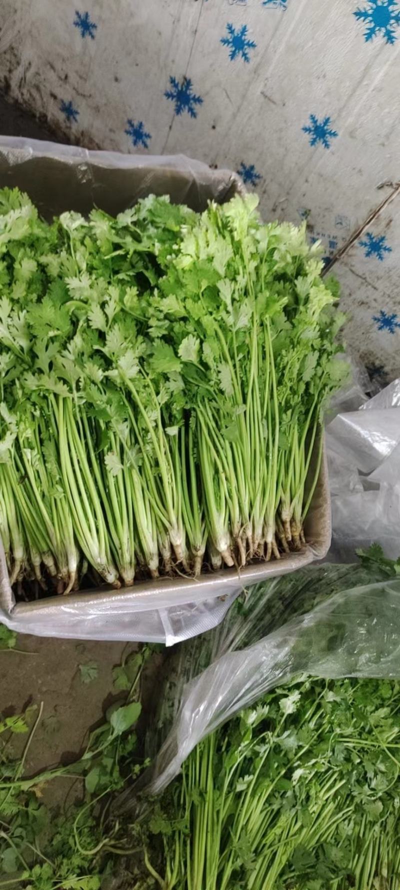 【推荐】河北铁杆青香菜大量供应规格齐全质优价廉欢迎大量采购