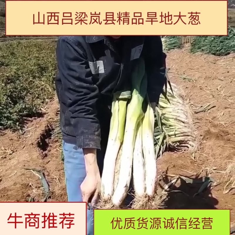 精品旱地大葱大量上市，万亩基地，一手货源，全国批发！