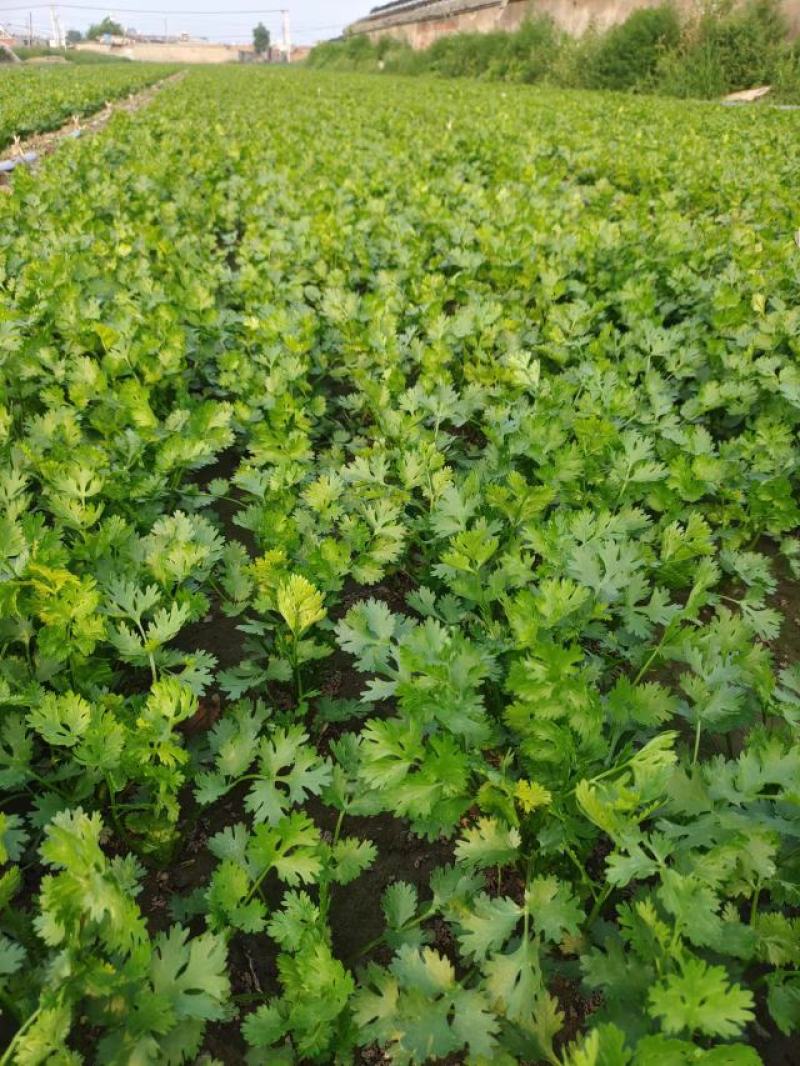 【推荐】唐山铁杆香菜基地供货，货源充足，量大价优，欢迎来电