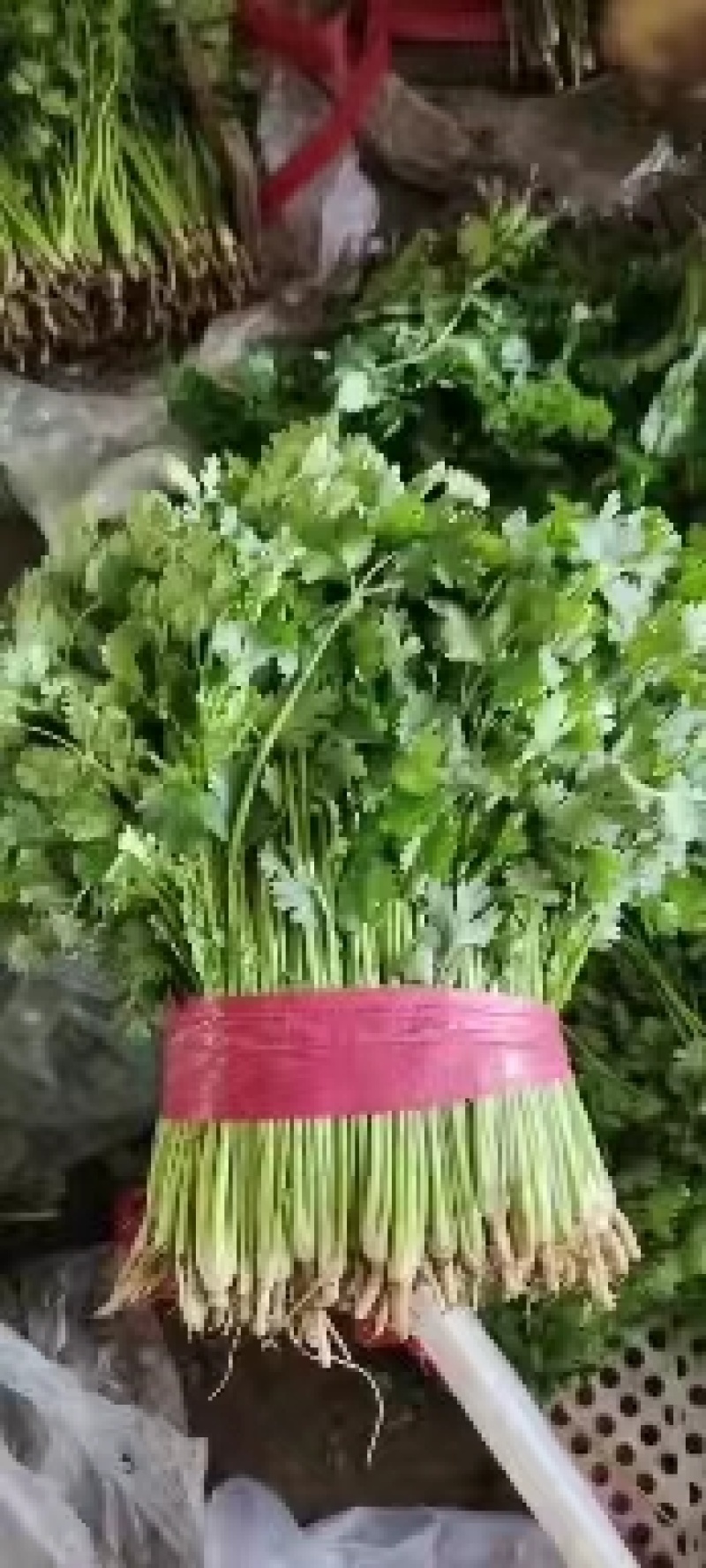 【推荐】唐山铁杆香菜基地供货，货源充足，量大价优，欢迎来电