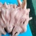 羊头肉跑地摊批发跑量产品成都库房大量现货