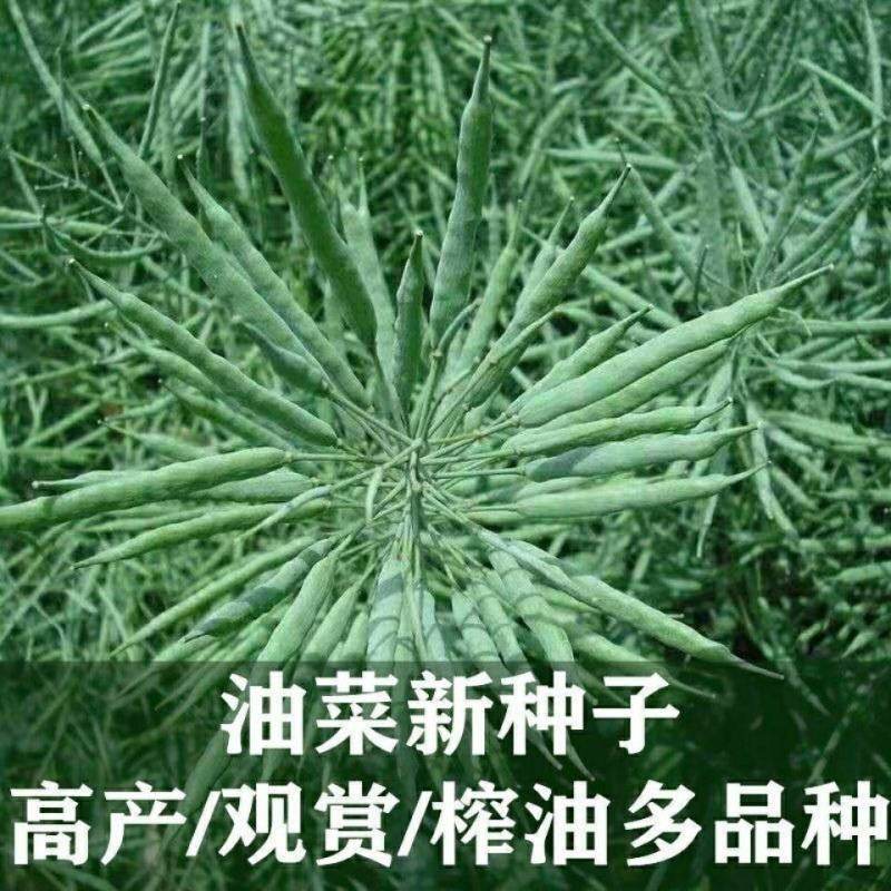 油菜花种子，进口彩色油菜花种子花海景观绿化观赏油菜籽