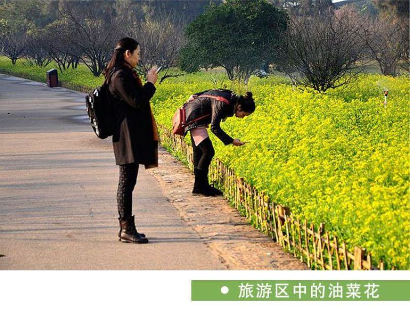 油菜花种子，进口彩色油菜花种子花海景观绿化观赏油菜籽