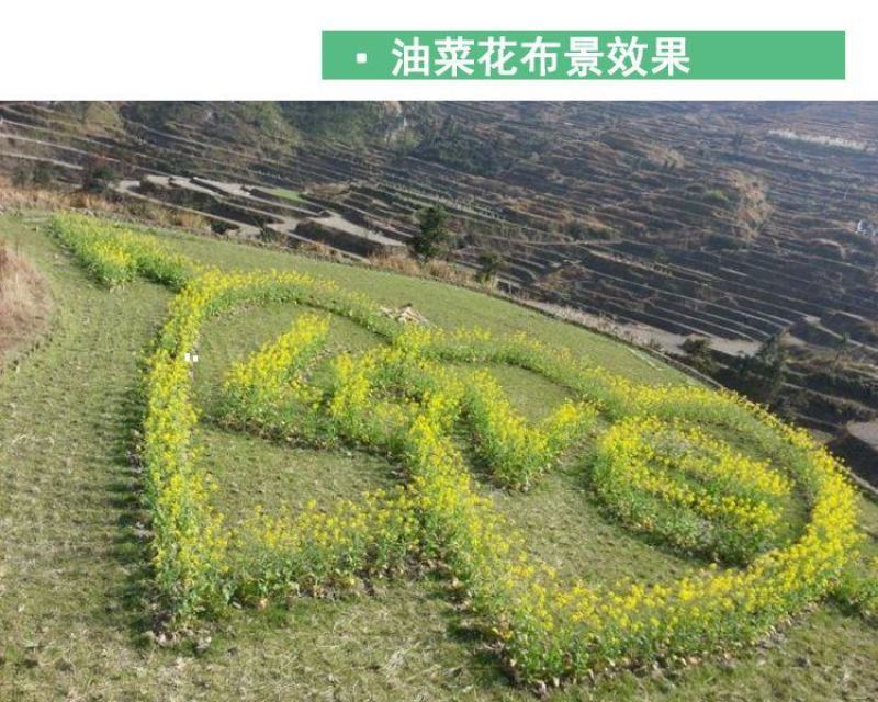 油菜花种子，进口彩色油菜花种子花海景观绿化观赏油菜籽