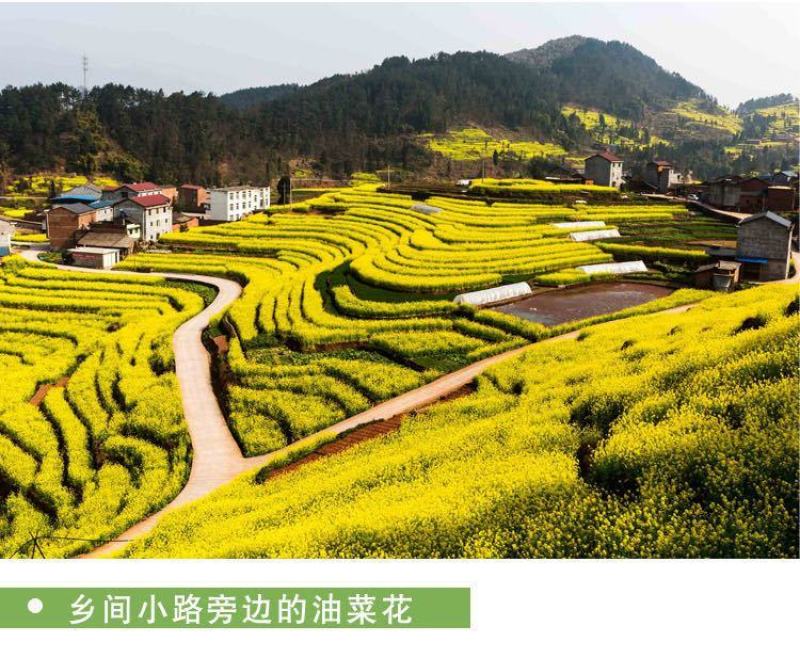 油菜花种子，进口彩色油菜花种子花海景观绿化观赏油菜籽