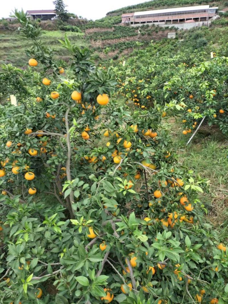 橙子，四川爱媛橙，基地直发，量大从优，精品一手货源