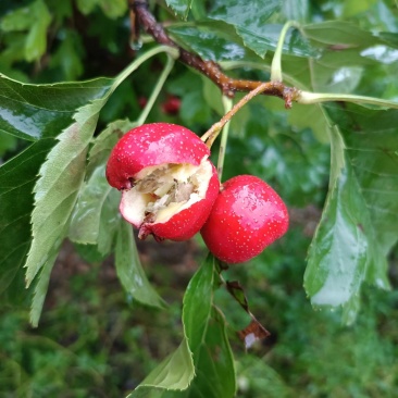 铁山楂，红皮红肉，甜口铁山楂！手摘果遵化党峪产！