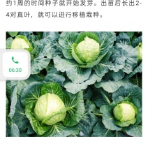 甘蓝，手撕包菜