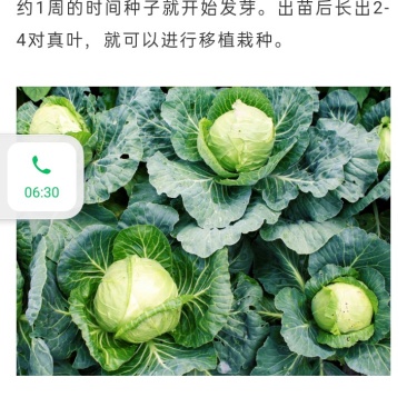 甘蓝，手撕包菜