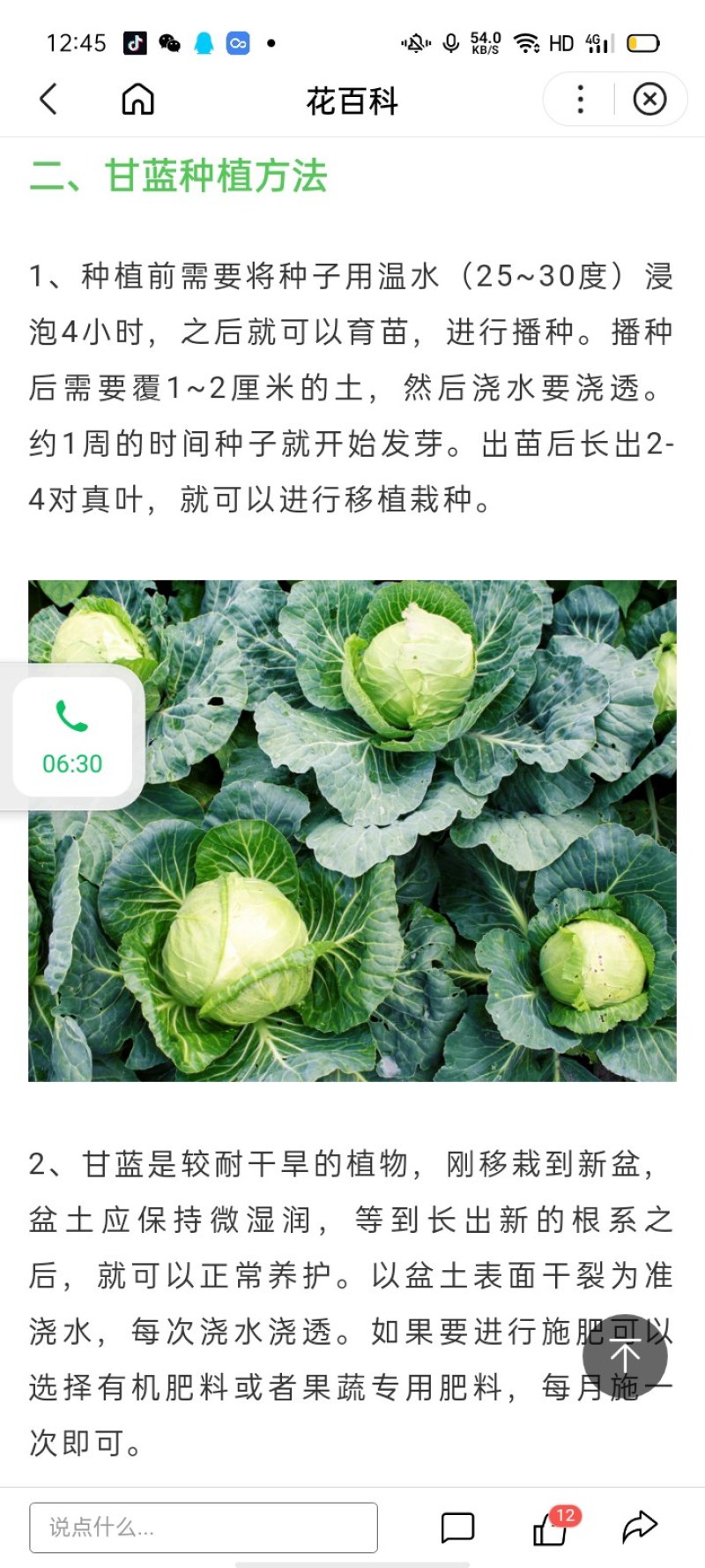 甘蓝，手撕包菜