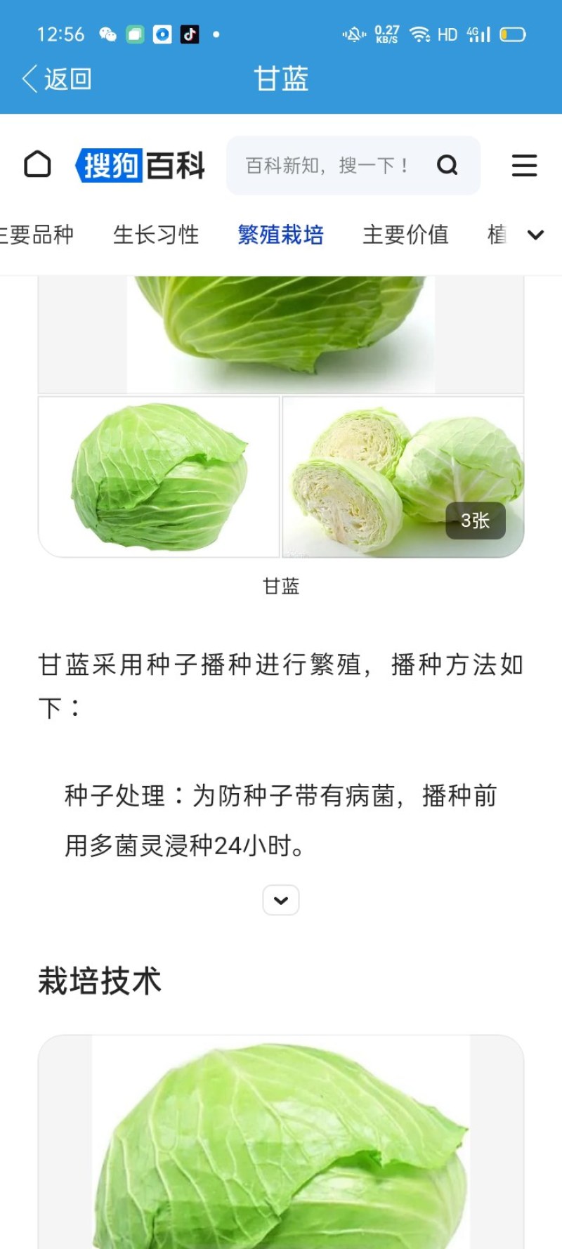 甘蓝，手撕包菜