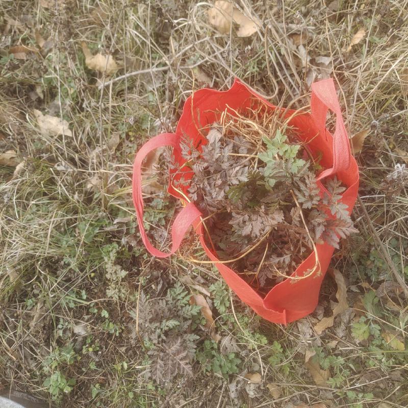 阴地蕨小春花一朵云山上挖的纯野生的，