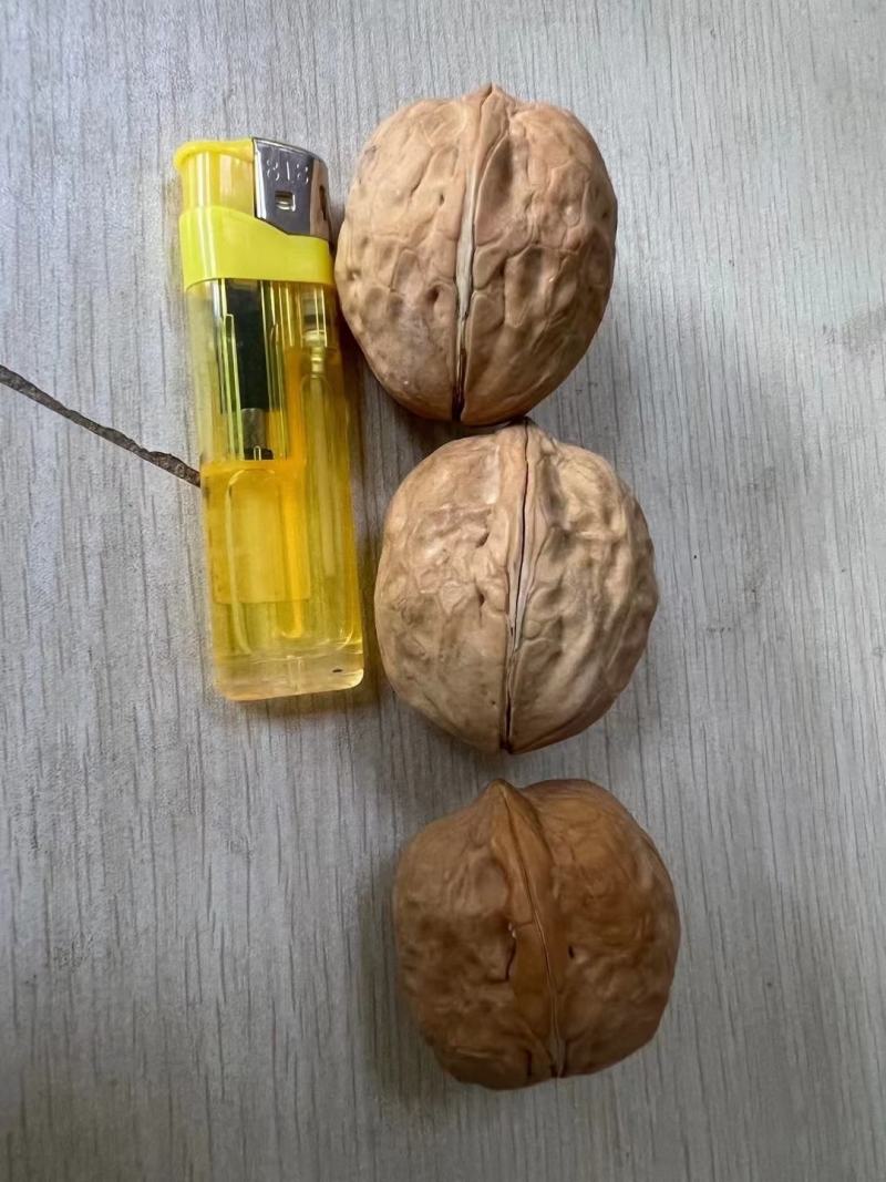 新疆薄皮核桃大中小果展销会地摊批发热卖产品