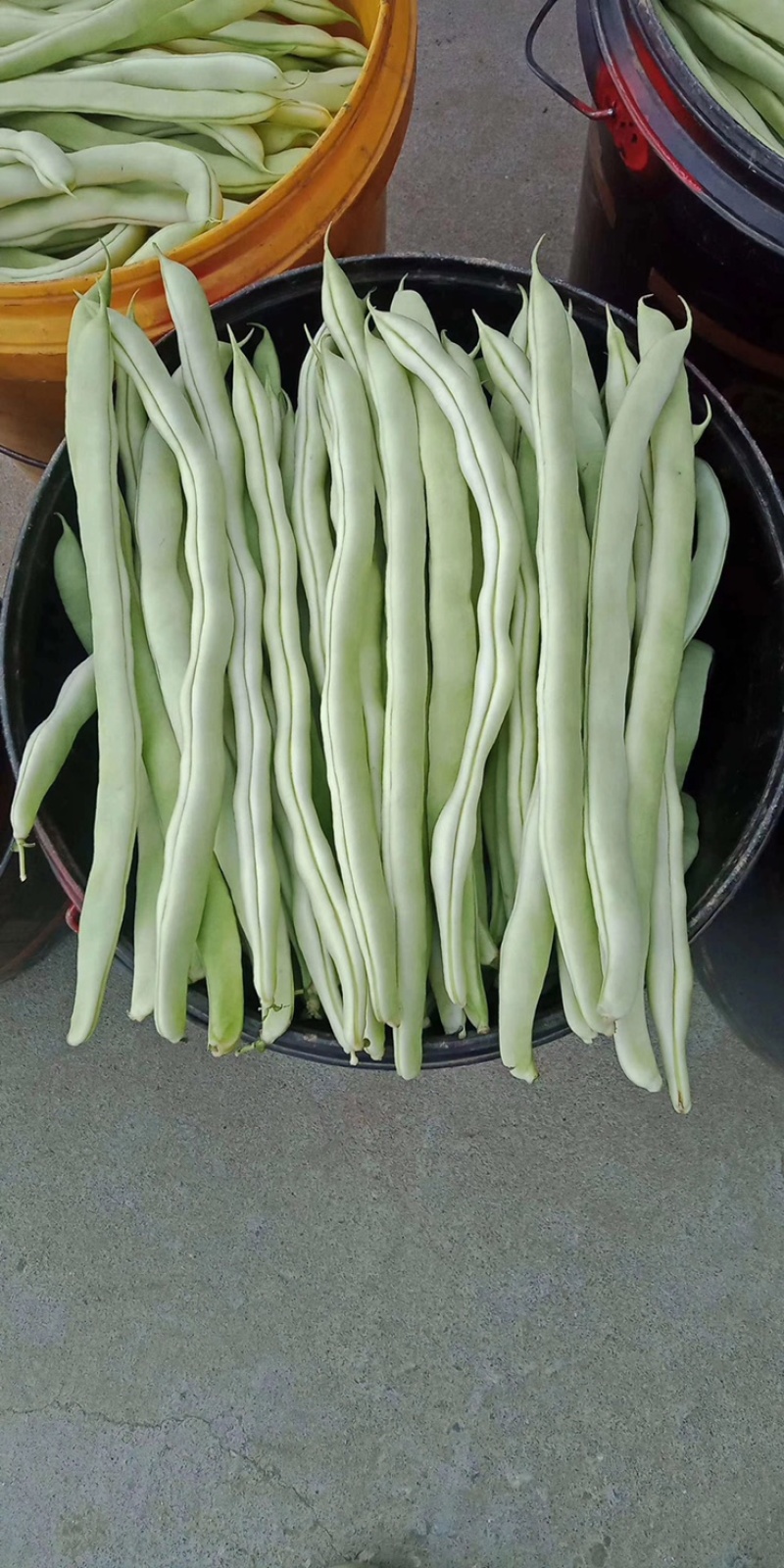 白不老、白油豆，小金豆，油豆大量上市需要的来电，