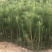 黑松
